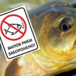З 1 квітня на Прикарпатті стартує нерестова заборона на вилов риби