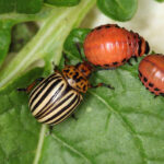Прикарпатські господарства очікує нашестя колорадських жуків: як вберегти врожай